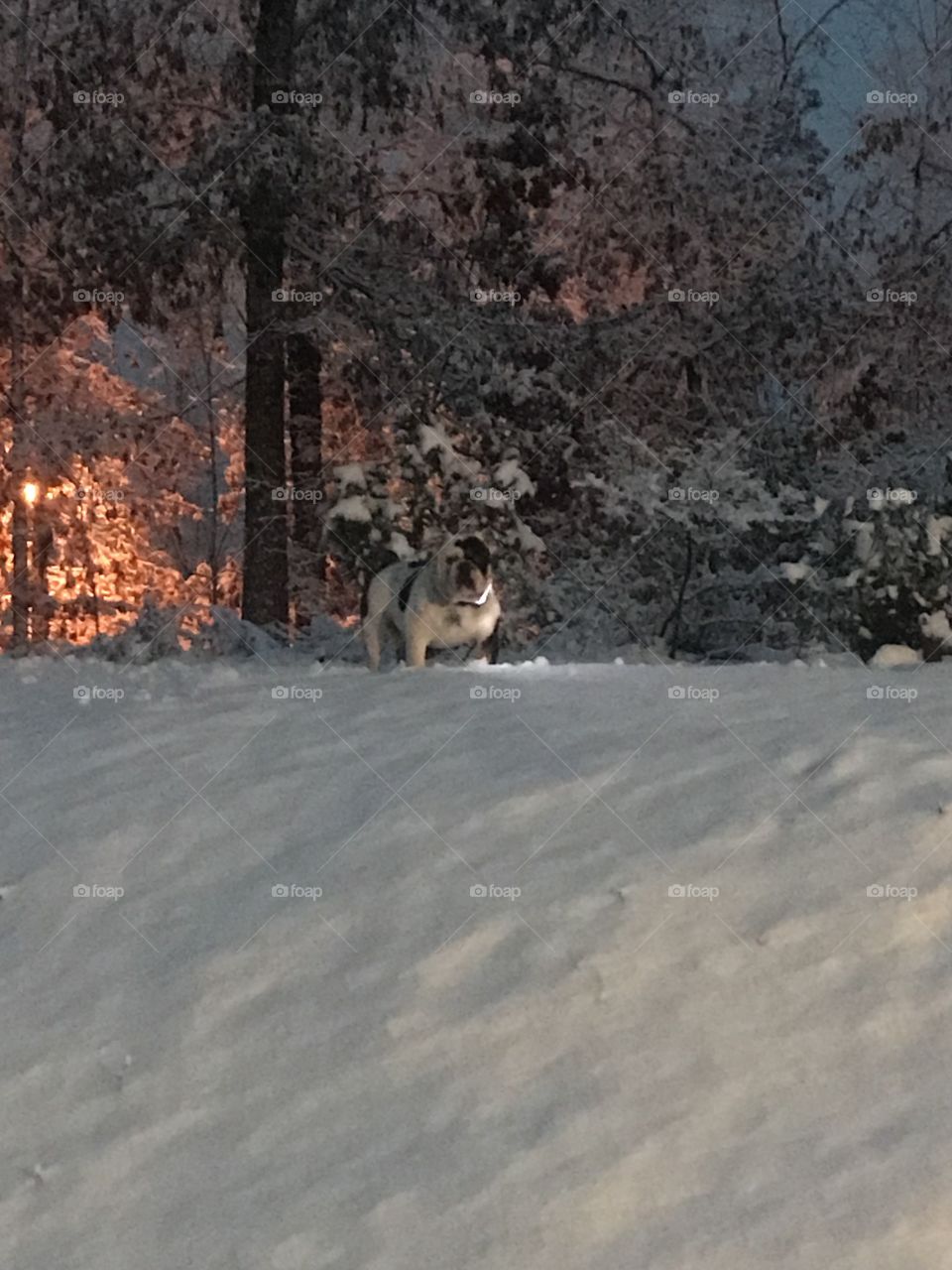Bulldog in the snow streetlights at dusk