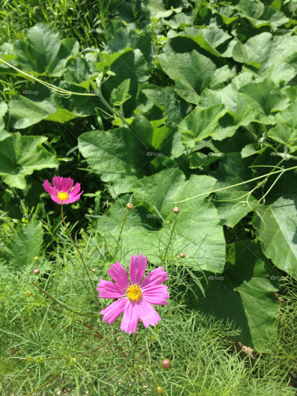 green nature pink flower by mizi