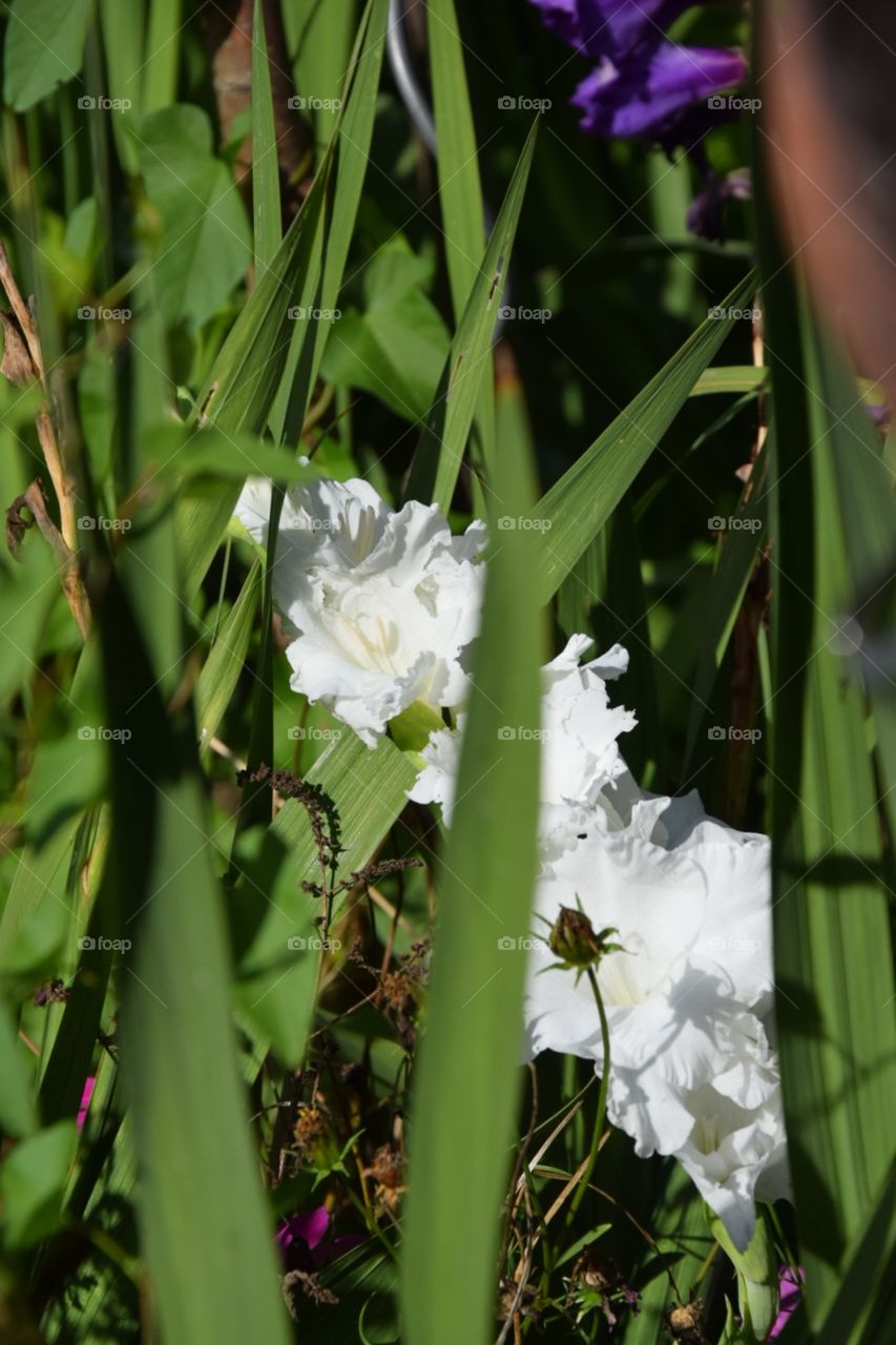 Flowers time 