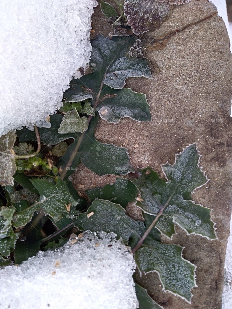 frozen plant