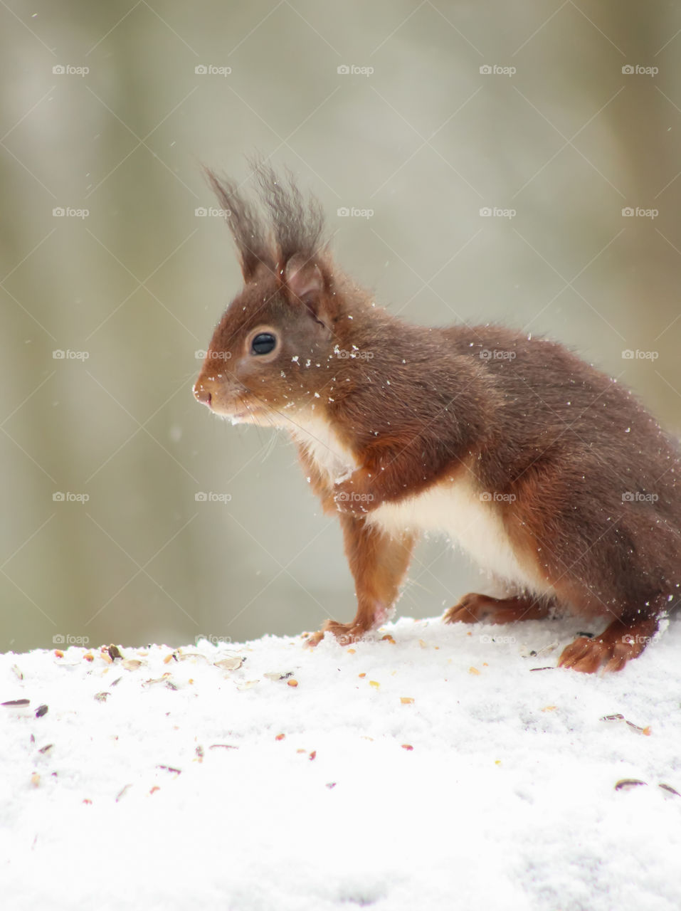 Squirrel posture in snow