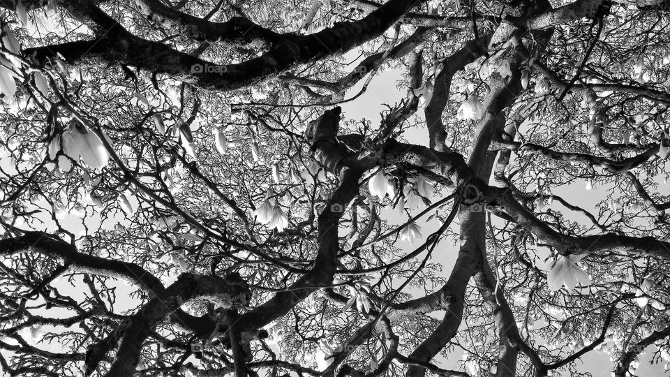 Magnolia tree branches