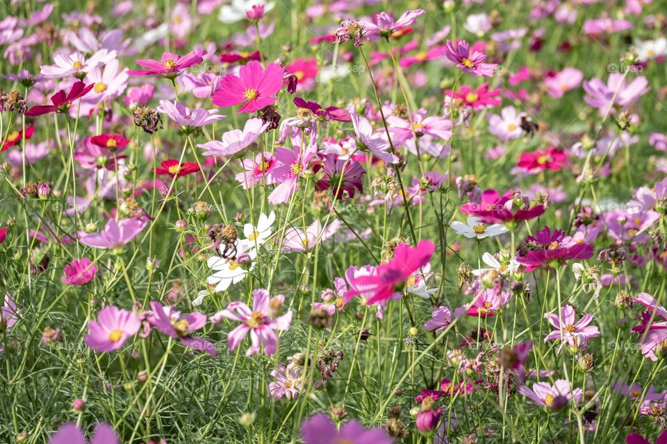 Pink flowers field picture on holiday