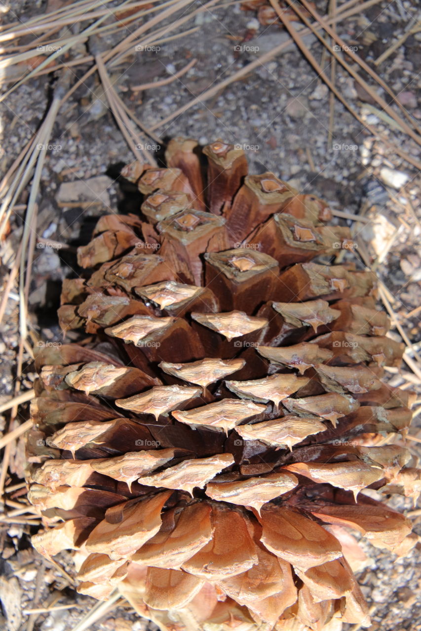 One Large pine cone 