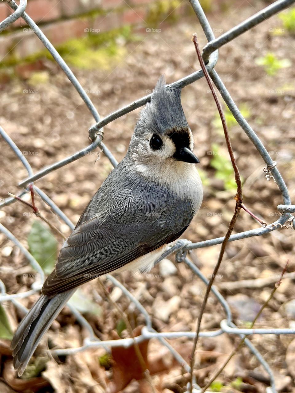 Closeup of a spring songbird perched on a chain link fence. 