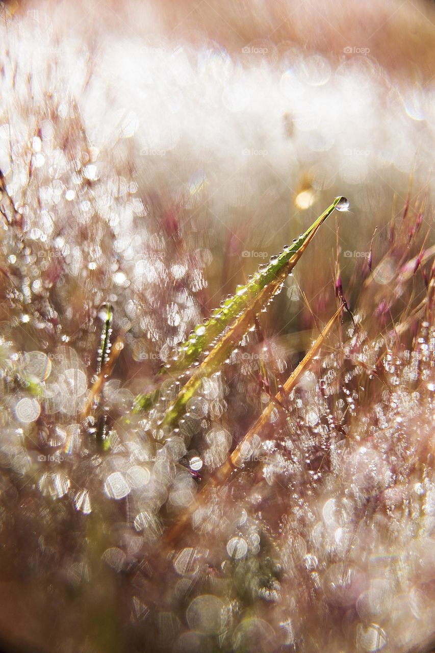 bokeh in the morning.