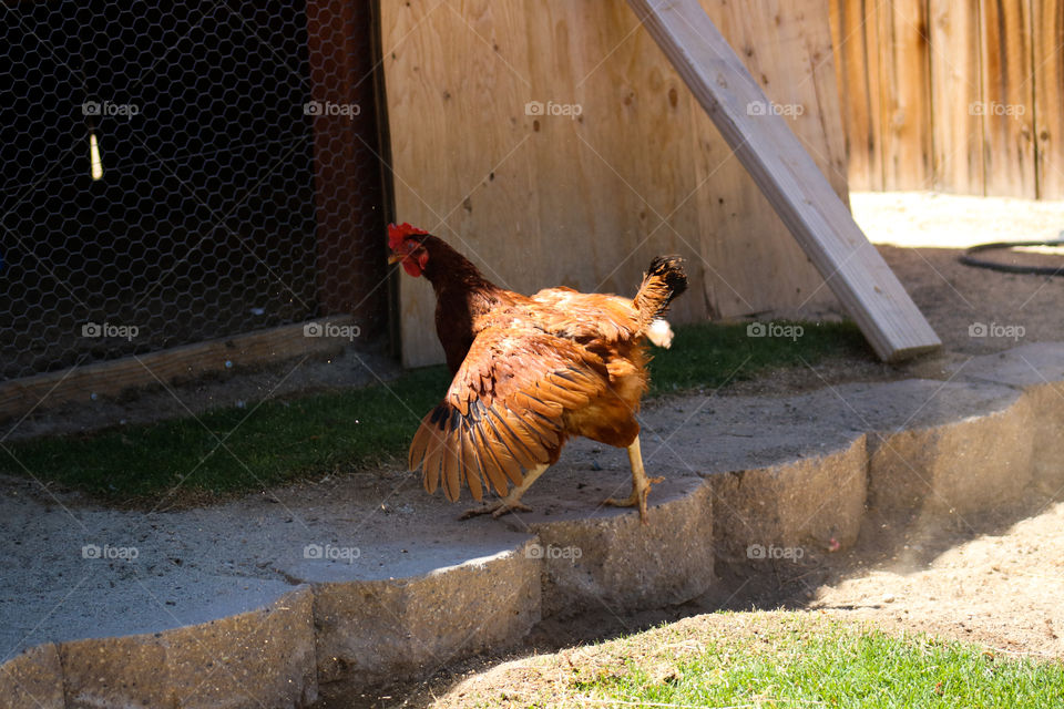 Rhode Island Red hen flying