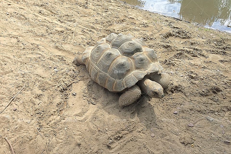 Aldabra Turtle giant