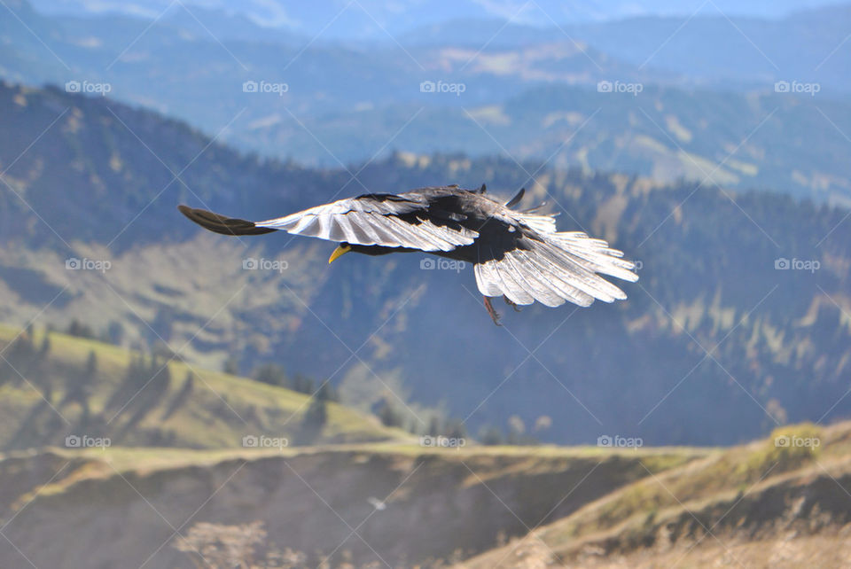 mountain bird berg vogel by ed-kl
