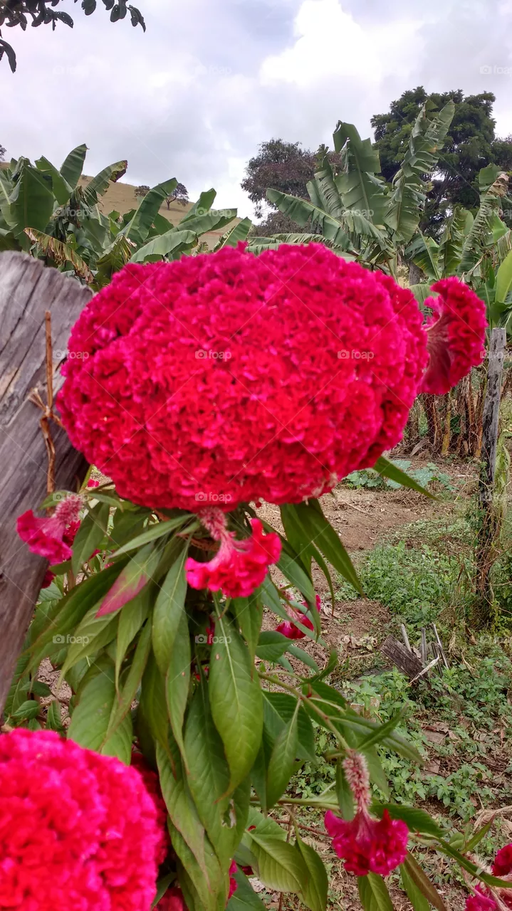 lindo