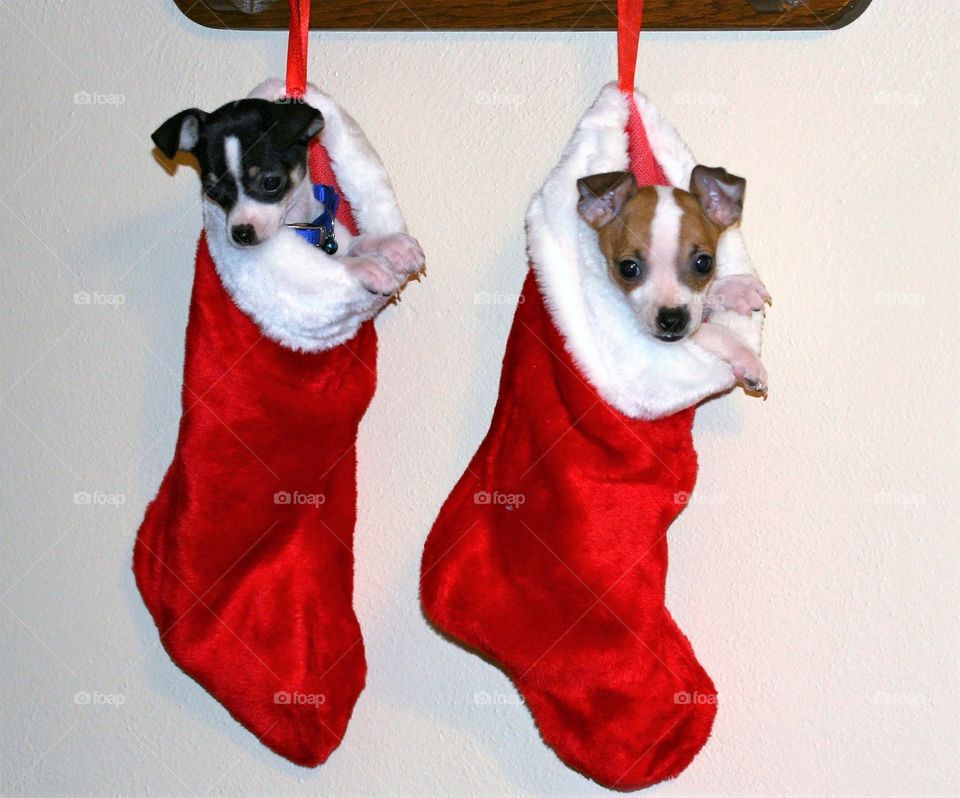 Stocking stuffers, puppies