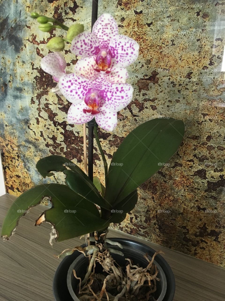 Orchid plant 