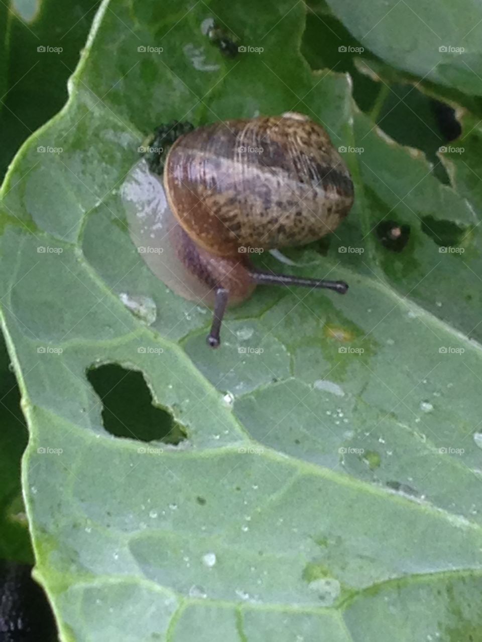 Little snail