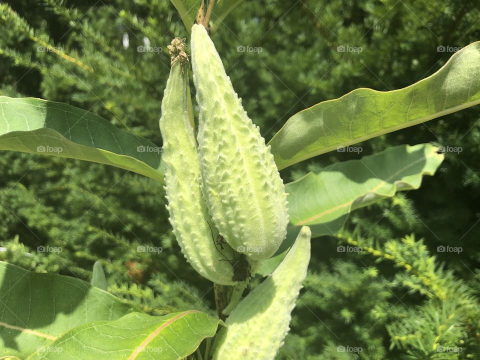 Milkweed pod in the beginning stage