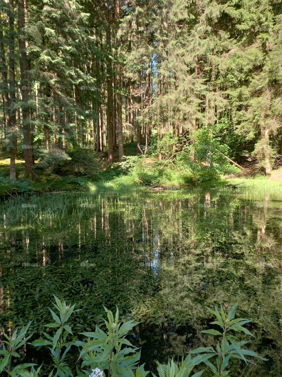 A Pond in the Forest