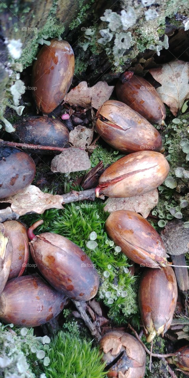 spring Frühling saat Samen Aussaat keim keimling Wurzeln austreiben treiben hoffnung hope neu new nauanfang baum tree zukunft future nature outdoor draußen leben live lebendig