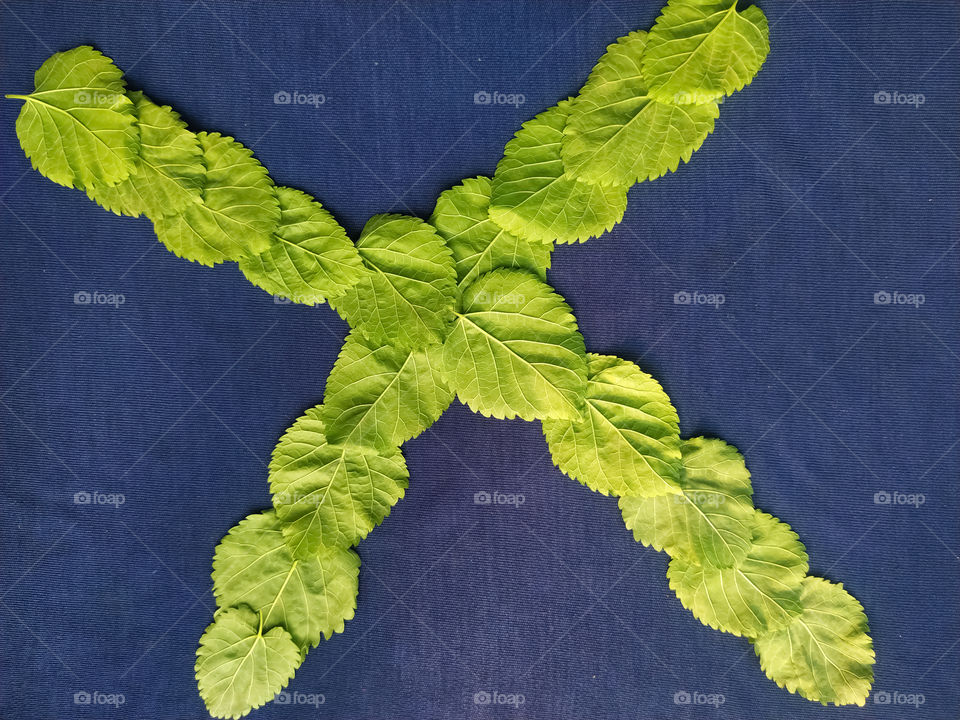 Letter X alphabet made with mulberry Tree Green leaf over blue background