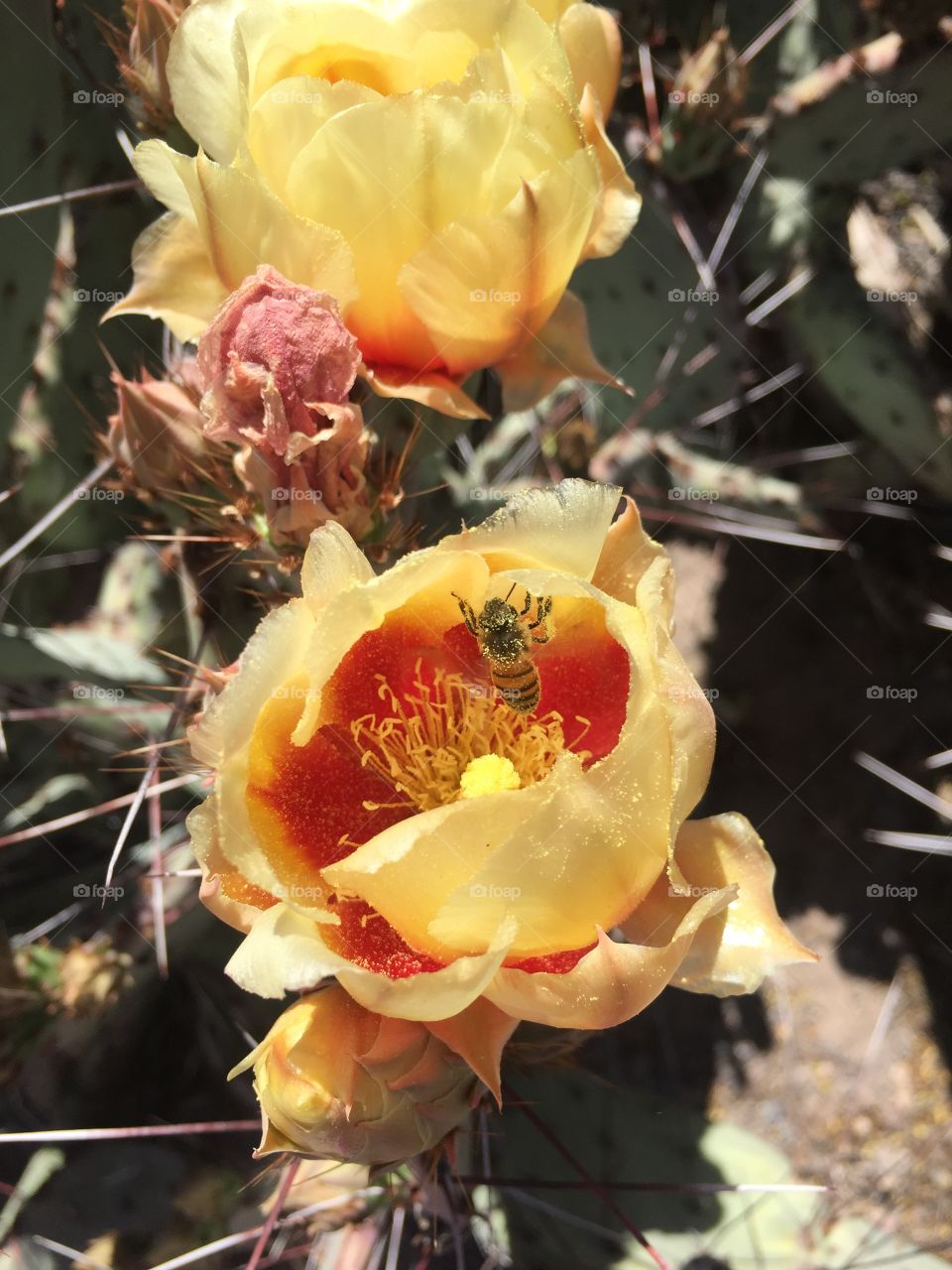 Beautiful bee pollinating a prickly pear cactus.