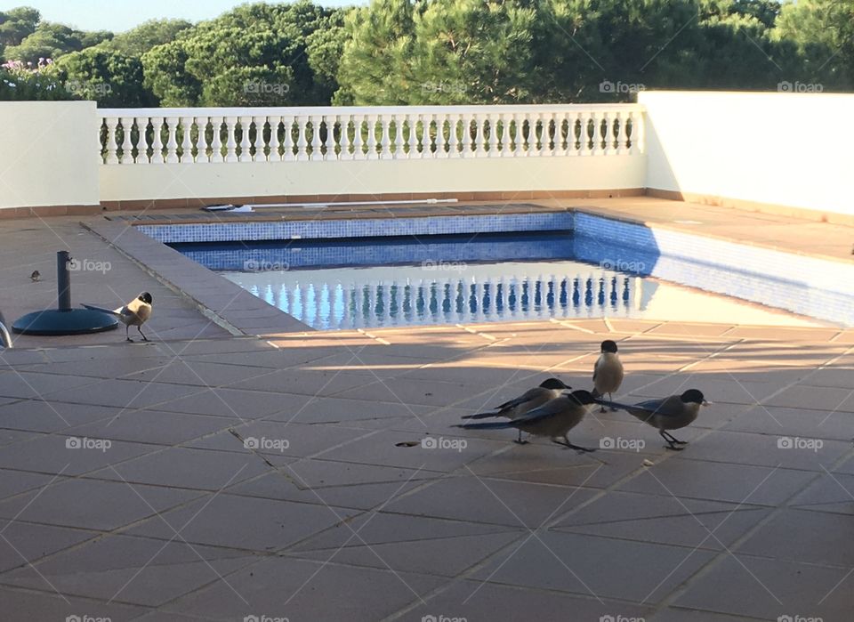 Some Iberian magpies