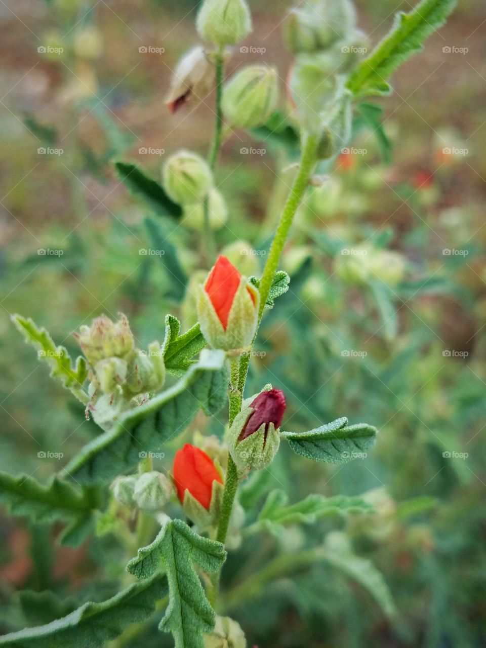 Red and orange buds