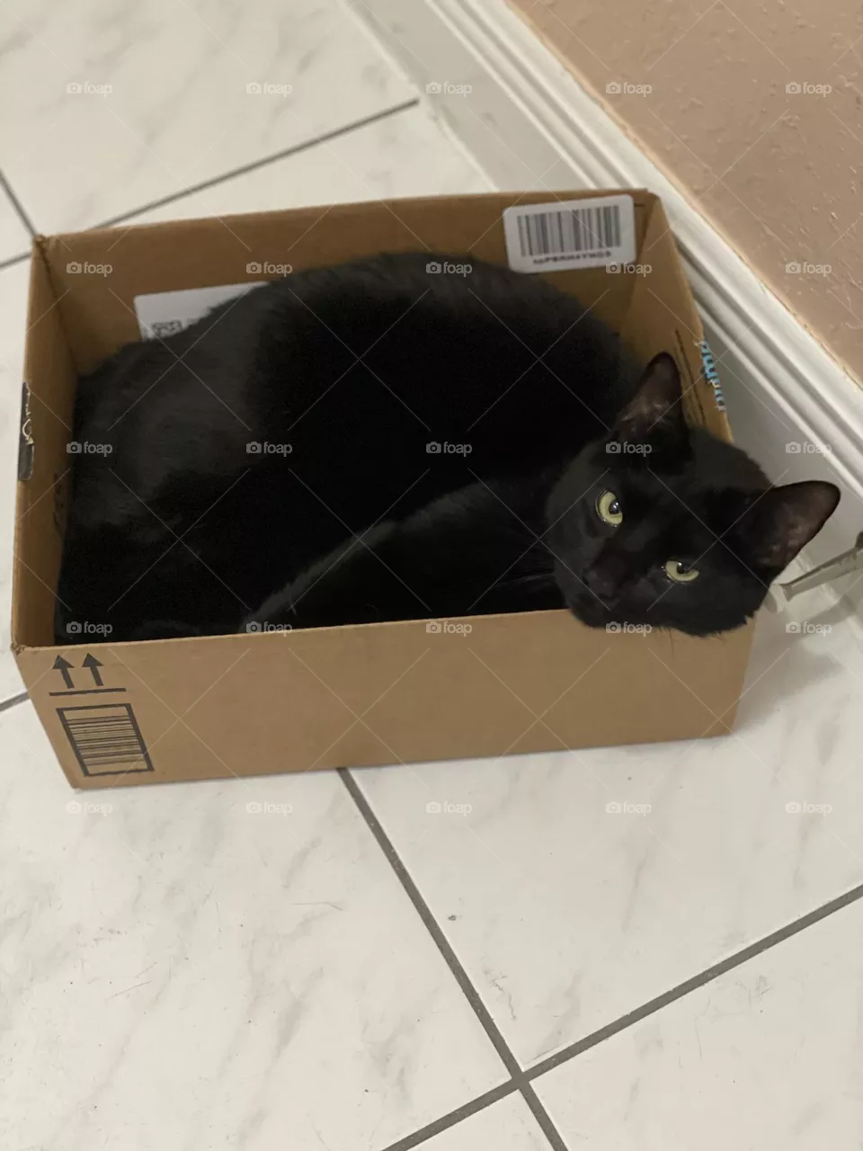 My cat 