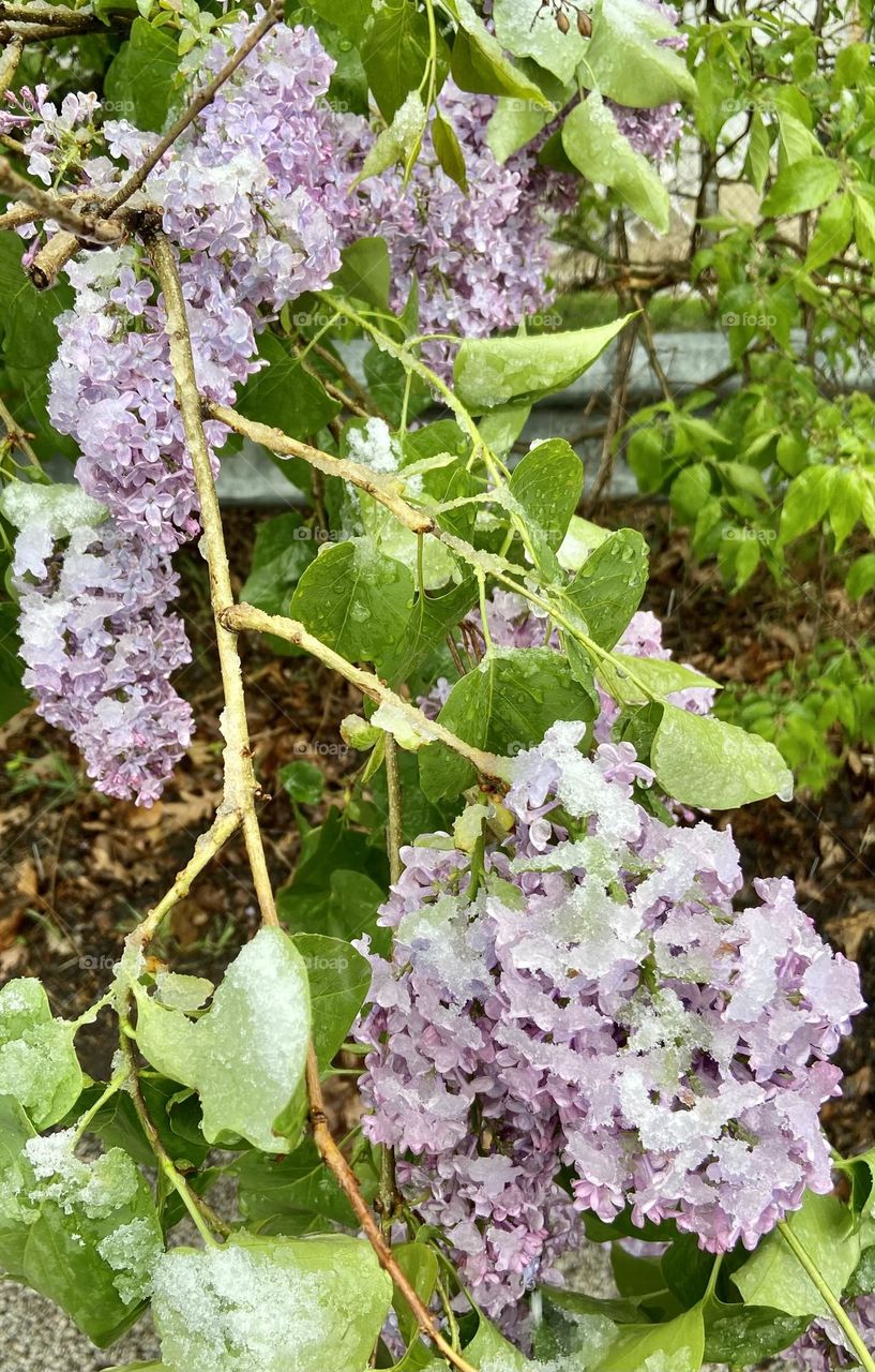 Snowy Lilacs 