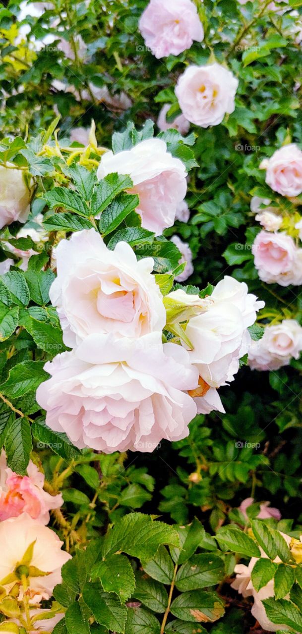 Beautiful Flowerbed Garden!