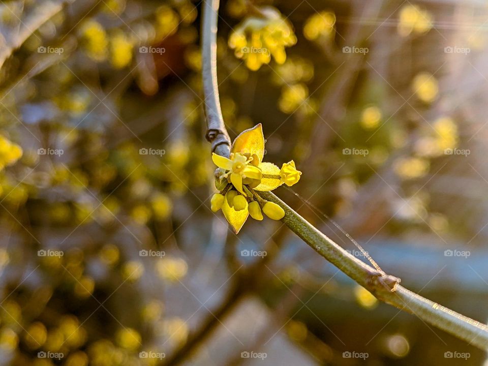 cornus mas