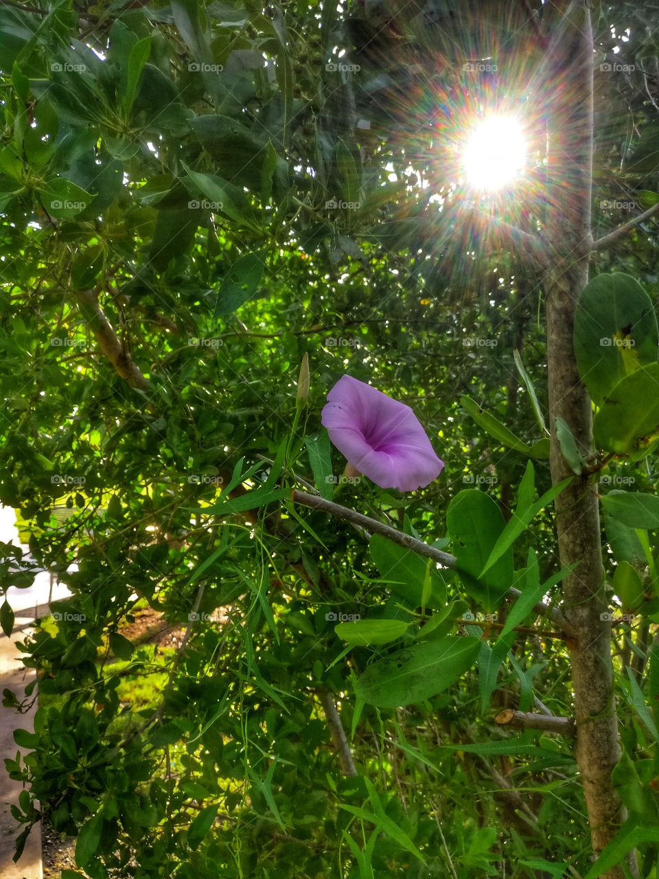 flower looking to the sun