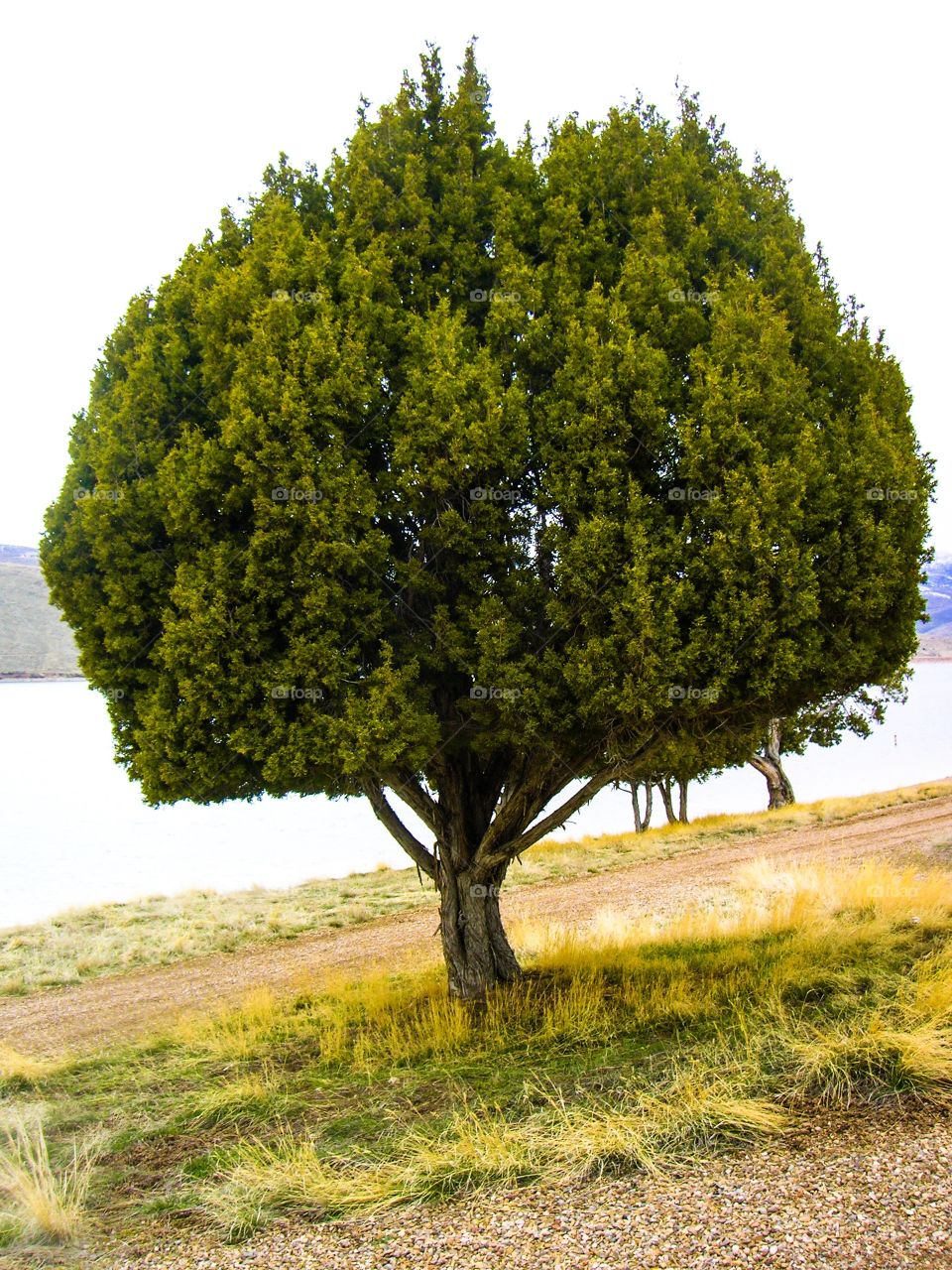 Single tree near riverside
