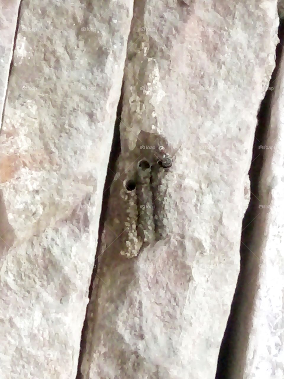 insect house making, mud house, flying insect house, insect house photo amazing insect house photo, unique insect workmanship photo of beautiful specimens, house built by insects to protect themselves from rain