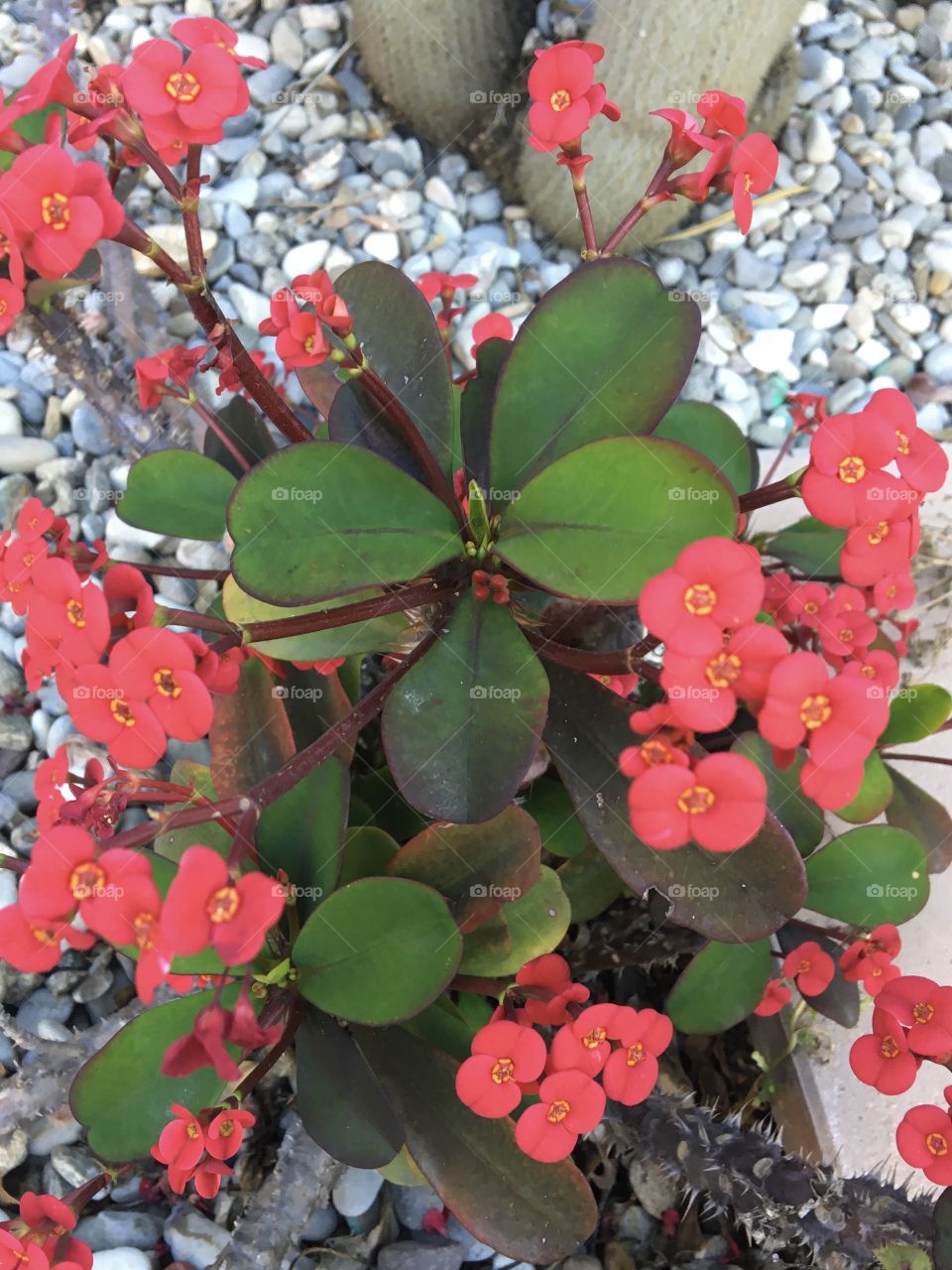 Symmetry in succulent blooming 