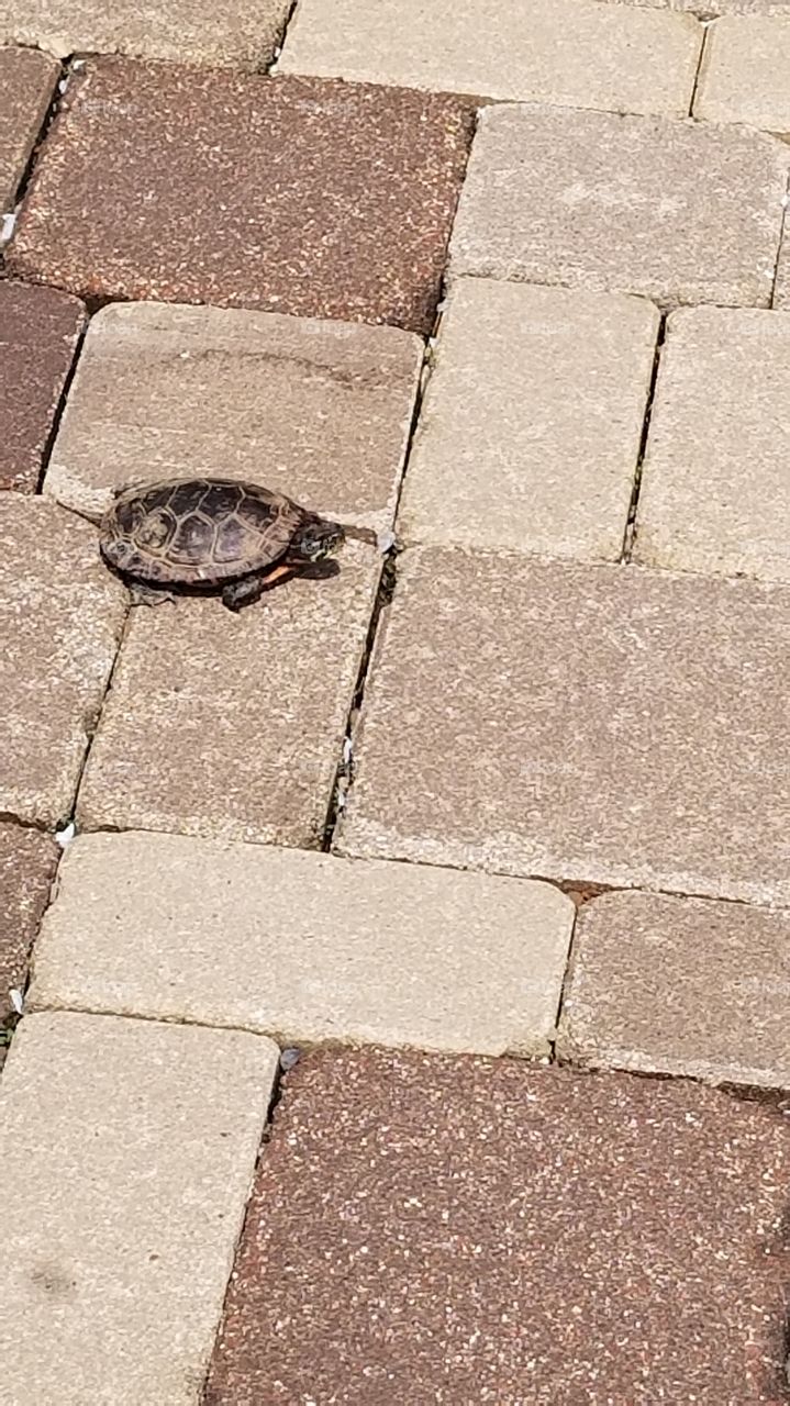 Turtle on it's way to pond