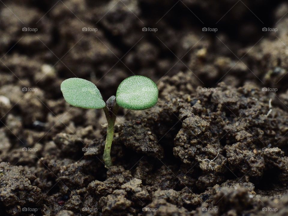 Birth of arugola plant