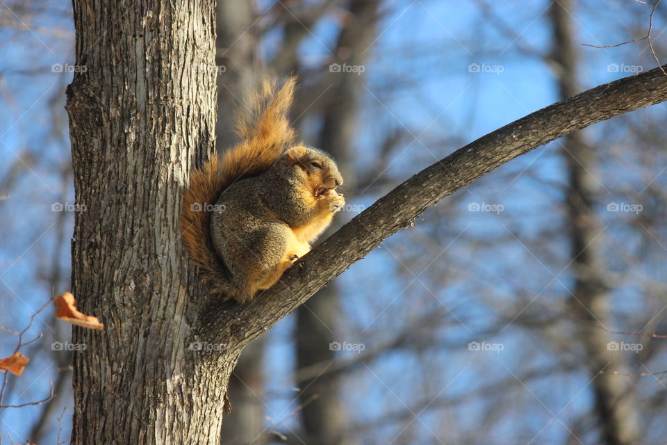 sometimes you feel like a nut!  fox squirrel enjoying a hickory nut.