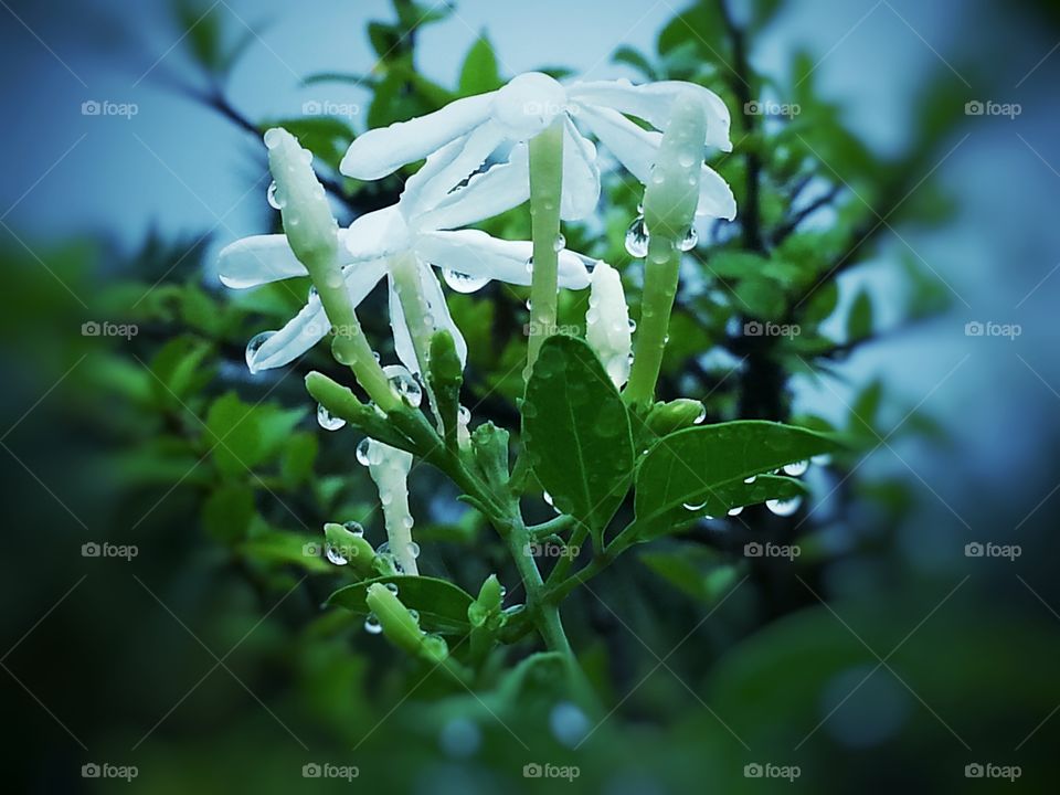 white and white. a white with mist