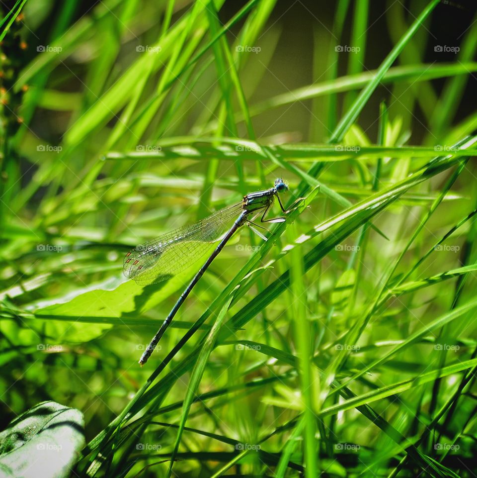 Close-up of dragonfly on grass