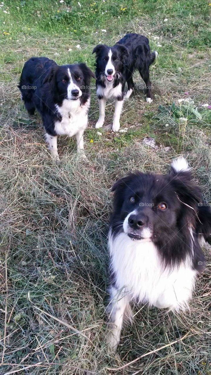 border collie