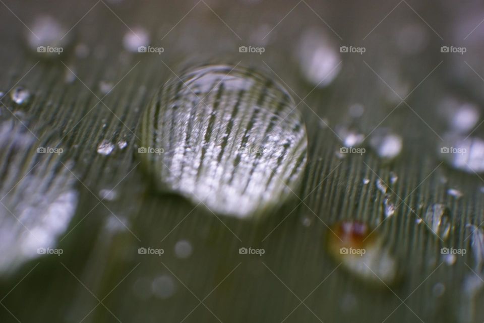 Drops#water#leaves#nature