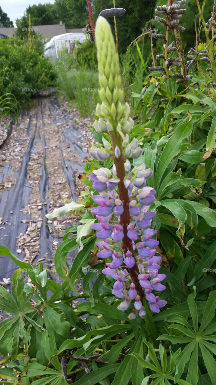 Lupine. last lupine of the Wisconsin summer