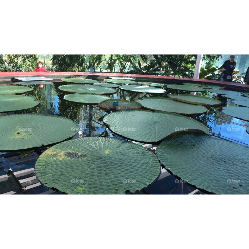 Large lilly pads situated on top of some water at a botanical garden. 