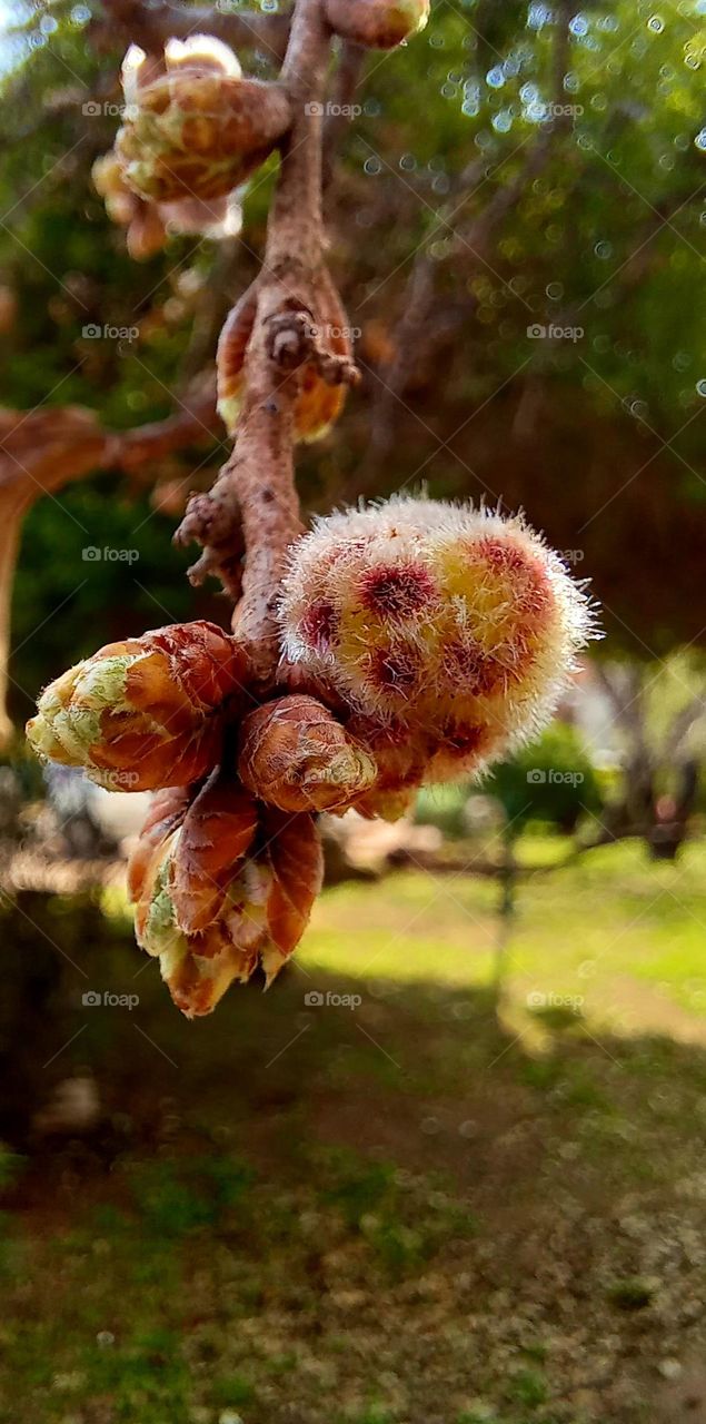 Spring time, first blooming buds