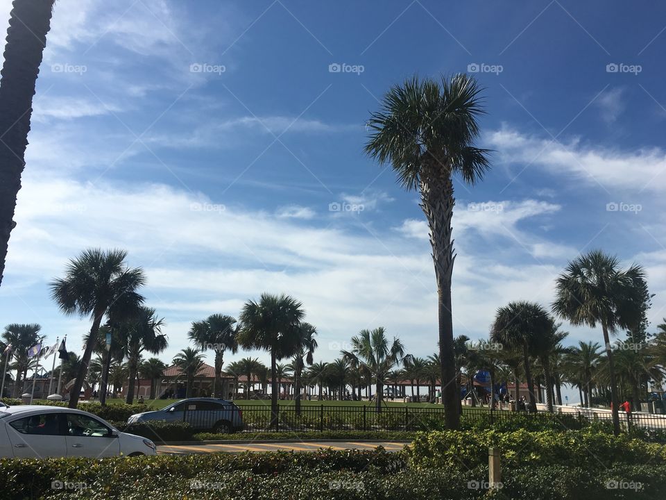 An afternoon in Florida with palm trees and clear sky