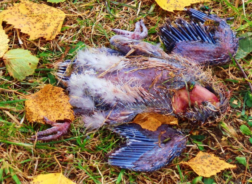 dead, headless starling fledging with emerging wasps
