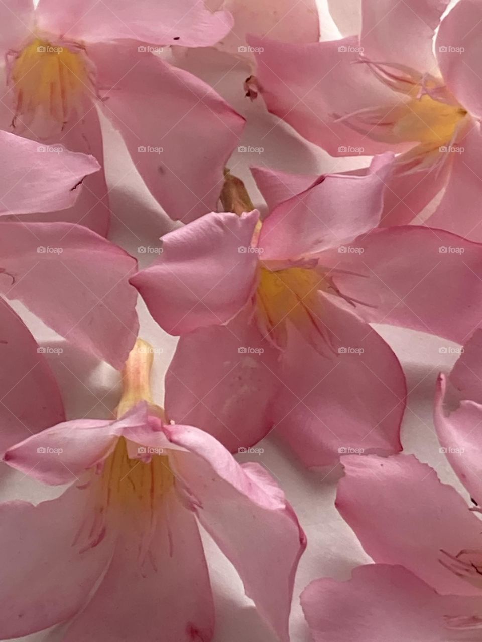 Fundo floral. Flores cor de rosa suave com miolo amarelo. Fundo branco suave.