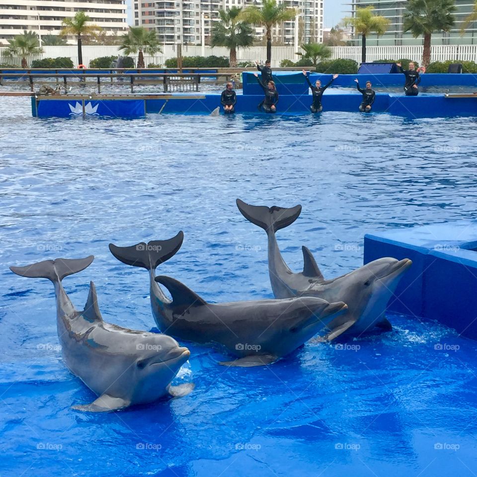 Three dolphins