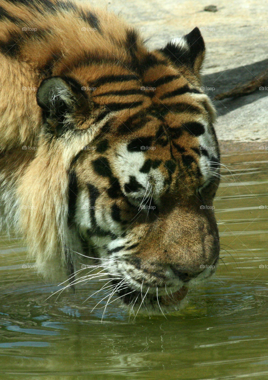 Tiger water