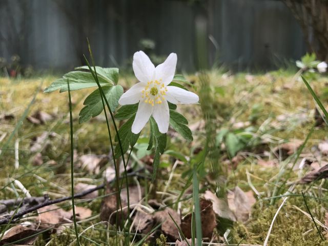 Flower nature