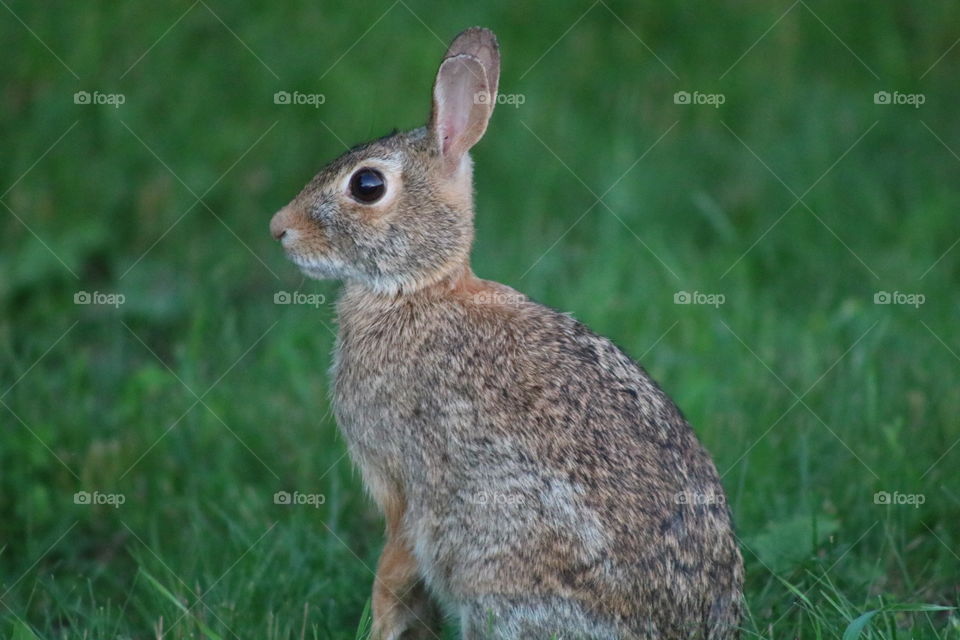 Summer Rabbit