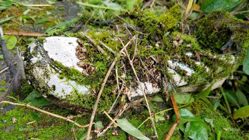 Moss cover shoe ..😆